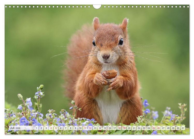 Produktbild: Besondere Augenblicke mit Eichh&ouml;rnchen (Wandkalender 2026 DIN A3 quer), CALVENDO Monatskalender