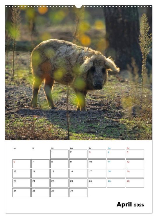 Produktbild: Schweine 2026 (hochwertiger Premium Wandkalender 2026 DIN A2 hoch), Kunstdruck in Hochglanz