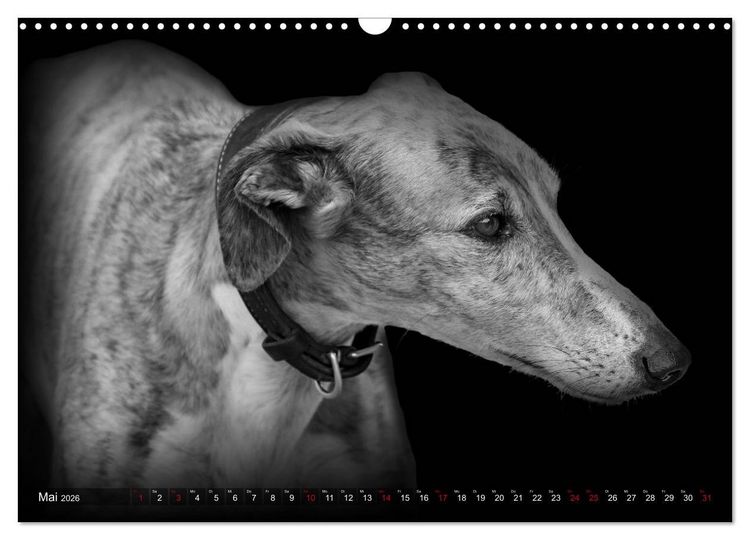 Produktbild: Galgo Espa&ntilde;ol - der spanische Windhund 2026 (Wandkalender 2026 DIN A3 quer), CALVENDO Monatskalender