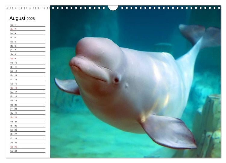 Produktbild: Wale. Kolosse der Meere (Wandkalender 2026 DIN A3 quer), CALVENDO Monatskalender