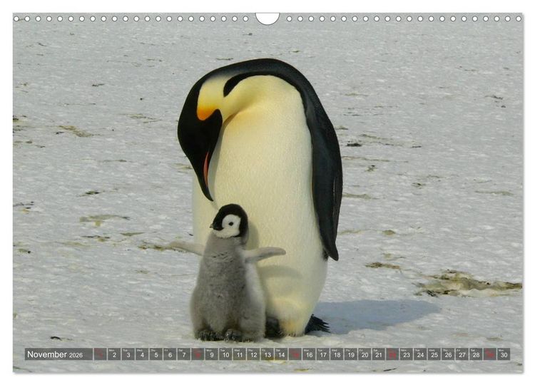 Produktbild: Penguins Unique and amazing birds (Wall Calendar 2026 DIN A3 landscape), CALVENDO 12 Month Wall Calendar
