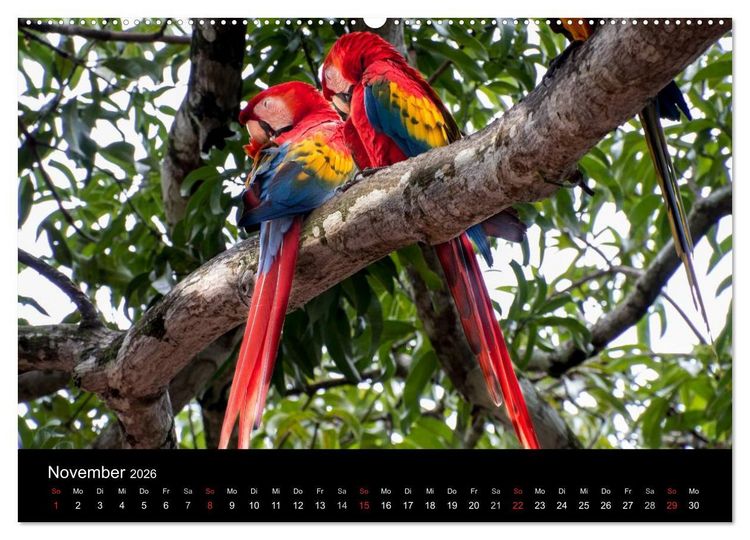Produktbild: Costa Rica. Faszinierende Tierwelt (hochwertiger Premium Wandkalender 2026 DIN A2 quer), Kunstdruck in Hochglanz