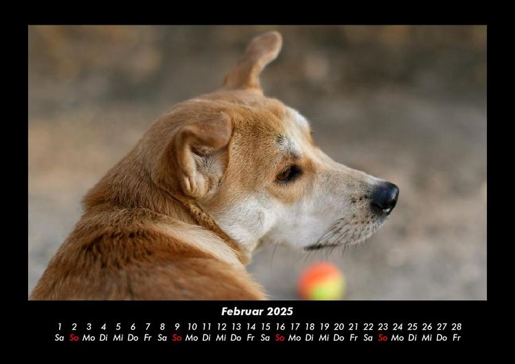 Produktbild: Hunde 2025 Fotokalender DIN A3