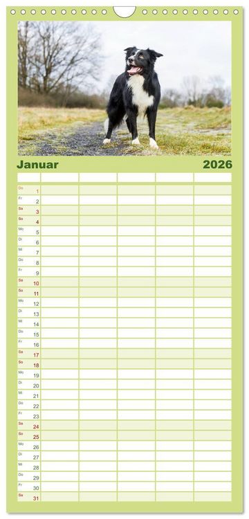 Produktbild: Familienplaner 2026 - Border Collies 2026 mit 5 Spalten (Wandkalender, 21 x 45 cm) CALVENDO