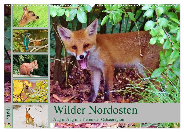 Produktbild: Wilder Nordosten - Aug in Aug mit Tieren der Ostseeregion (Wandkalender 2026 DIN A2 quer), CALVENDO Monatskalender