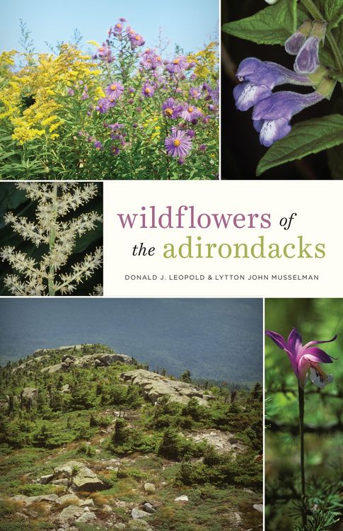 Produktbild: Wildflowers of the Adirondacks