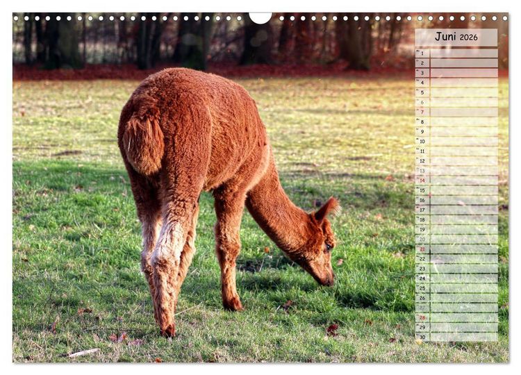 Produktbild: Alpaka, coole Typen mit wilden Frisuren (Wandkalender 2026 DIN A3 quer), CALVENDO Monatskalender