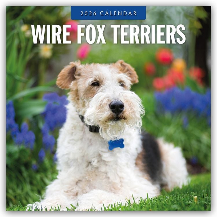 Produktbild: Wire Fox Terriers – Drahthaar Foxterrier 2026 – 16-Monatskalender