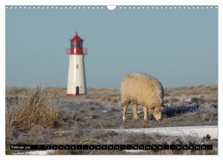 Produktbild: Schafe auf Sylt (Wandkalender 2026 DIN A3 quer), CALVENDO Monatskalender
