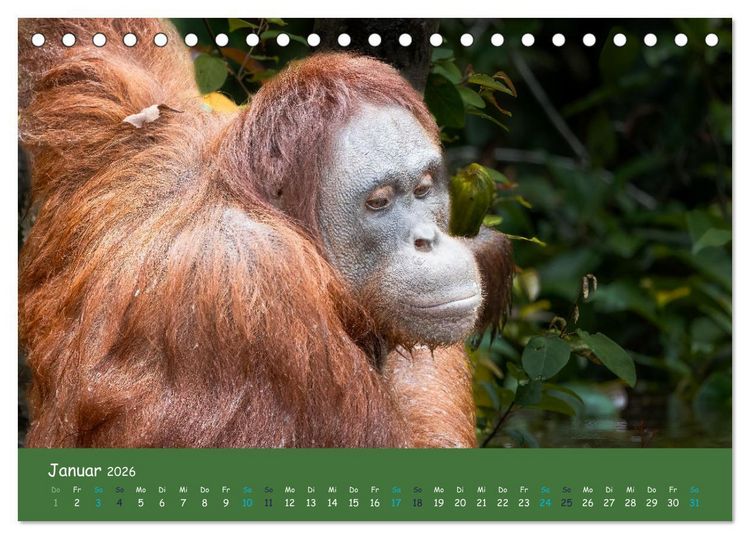 Produktbild: Orang Utans - Indonesien (Tischkalender 2026 DIN A5 quer), CALVENDO Monatskalender