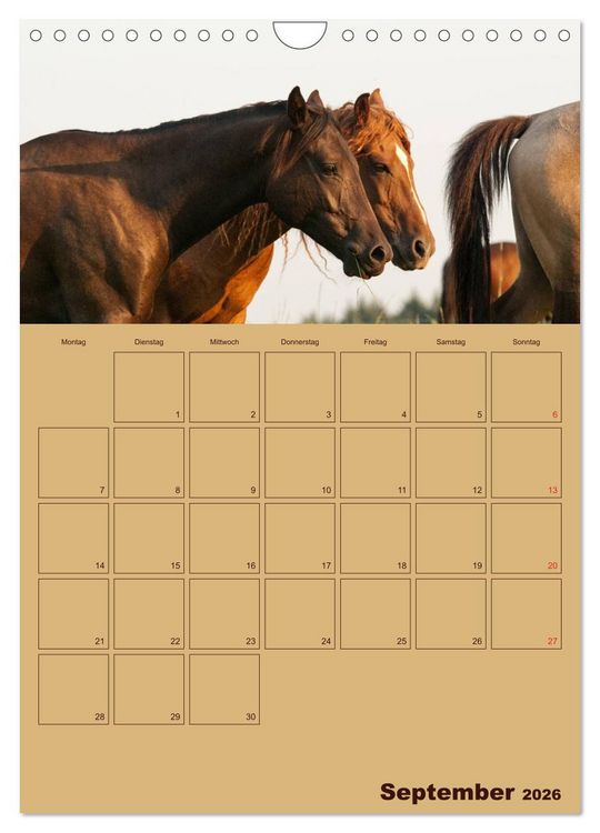 Produktbild: Pferde Gute Freunde (Wandkalender 2026 DIN A4 hoch), CALVENDO Monatskalender