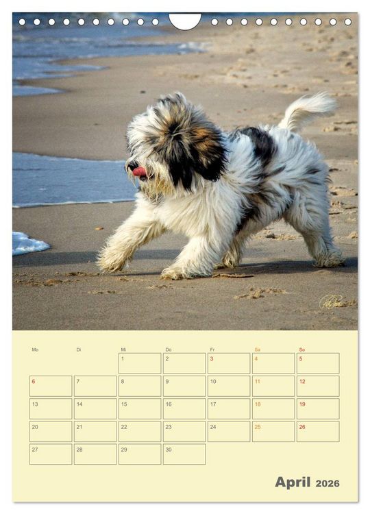 Produktbild: PON-Welpen - jeder Tag ein gro&szlig;es Abenteuer / Planer (Wandkalender 2026 DIN A4 hoch), CALVENDO Monatskalender
