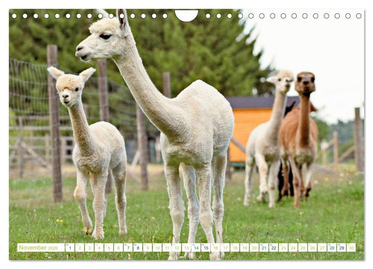Produktbild: Unvergessliche Begegnungen mit Alpakas (Wandkalender 2026 DIN A4 quer), CALVENDO Monatskalender