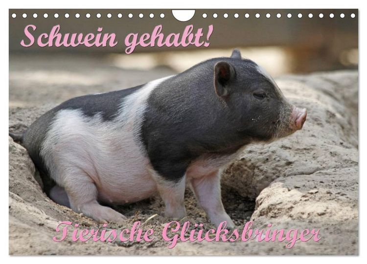 Produktbild: Schwein gehabt! (Wandkalender 2026 DIN A4 quer), CALVENDO Monatskalender