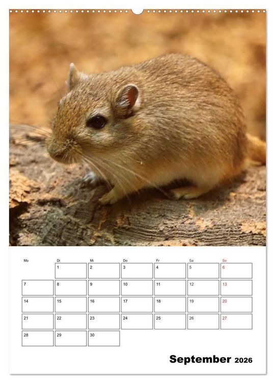 Produktbild: Lustige Rennm&auml;use (Wandkalender 2026 DIN A2 hoch), CALVENDO Monatskalender