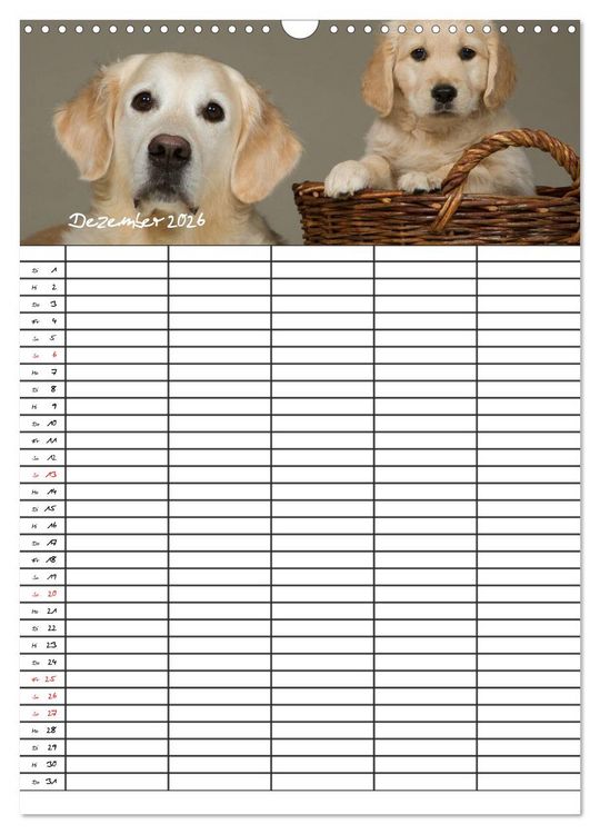 Produktbild: Familienplaner: Golden Retriever Welpen (Wandkalender 2026 DIN A3 hoch), CALVENDO Monatskalender
