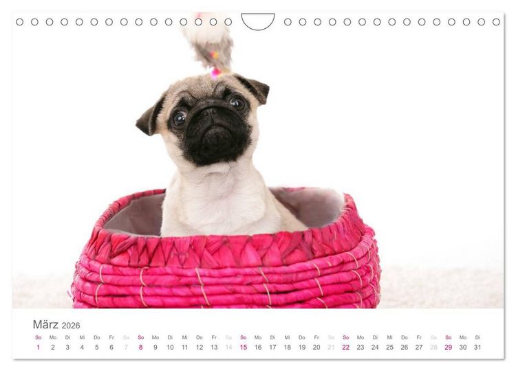 Produktbild: Mopswelpe Emma (Wandkalender 2026 DIN A4 quer), CALVENDO Monatskalender