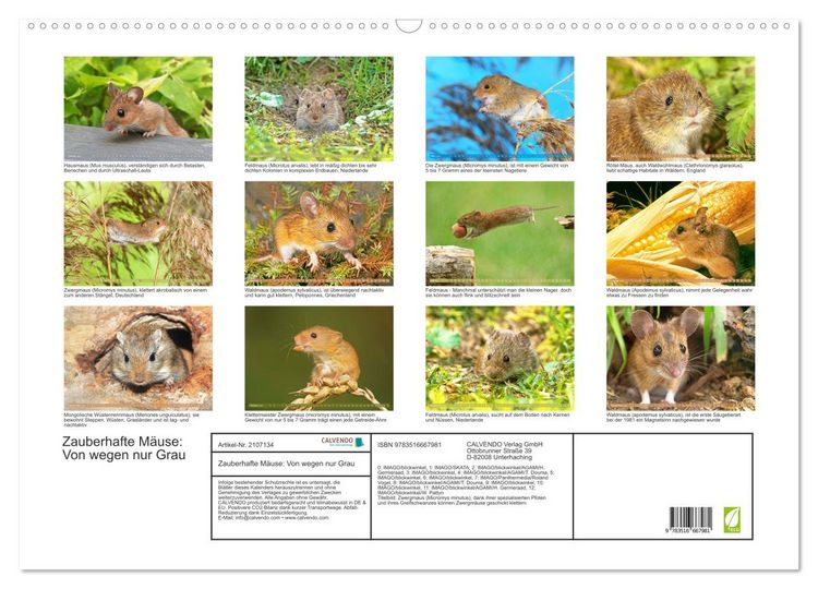 Produktbild: Zauberhafte M&auml;use: Von wegen nur Grau (Wandkalender 2026 DIN A2 quer), CALVENDO Monatskalender