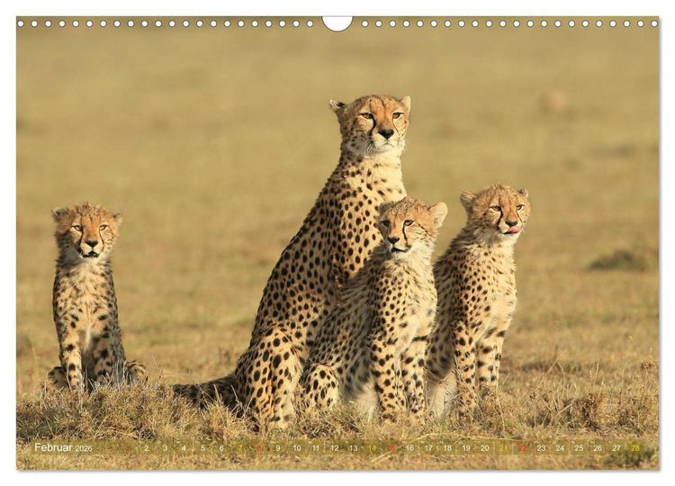Produktbild: Wildtierparadies Afrika - Eine Foto-Reise durch die Savannen (Wandkalender 2026 DIN A3 quer), CALVENDO Monatskalender