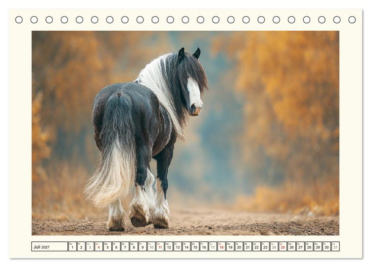Produktbild: Irish Tinker Liebe. Der robuste Charme der Gypsy Cobs (Tischkalender 2027 DIN A5 quer), CALVENDO Monatskalender