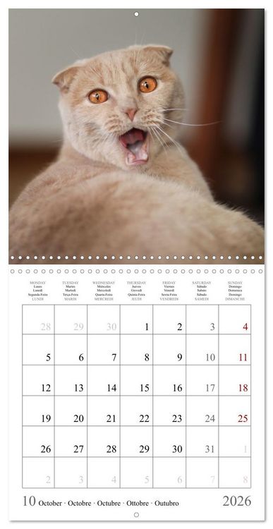 Produktbild: F&eacute;lins au fil des mois (Calendrier mural carr&eacute; 2026 30x30 cm) Calendrier double avec une page pour vos prises de notes