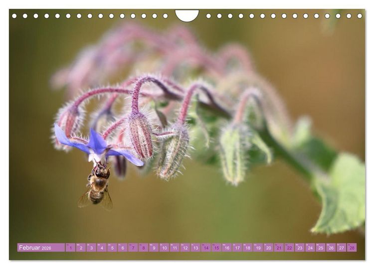 Produktbild: Lila Bl&uuml;tenzauber (Wandkalender 2026 DIN A4 quer), CALVENDO Monatskalender