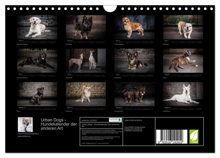 Produktbild: Urban Dogs - Hundekalender der anderen Art (Wandkalender 2026 DIN A4 quer), CALVENDO Monatskalender