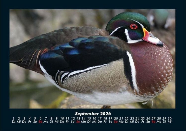 Produktbild: Enten 2026 Fotokalender DIN A4