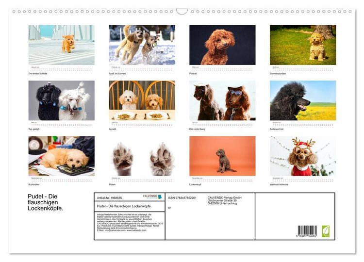 Produktbild: Pudel - Die flauschigen Lockenk&ouml;pfe. (Wandkalender 2026 DIN A2 quer), CALVENDO Monatskalender