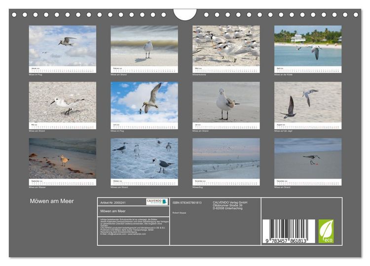 Produktbild: M&ouml;wen am Meer (Wandkalender 2026 DIN A4 quer), CALVENDO Monatskalender