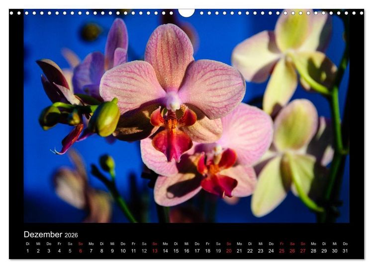 Produktbild: Wunderbare Orchideen (Wandkalender 2026 DIN A3 quer), CALVENDO Monatskalender