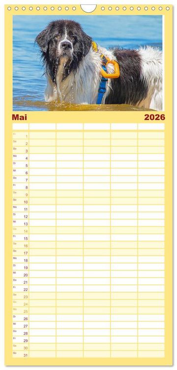 Produktbild: Familienplaner 2026 - Landseer - Ein starker Freund auf 4 Pfoten mit 5 Spalten (Wandkalender, 21 x 45 cm) CALVENDO