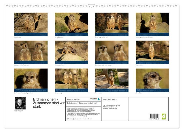 Produktbild: Erdm&auml;nnchen - Zusammen sind wir stark (Wandkalender 2026 DIN A2 quer), CALVENDO Monatskalender