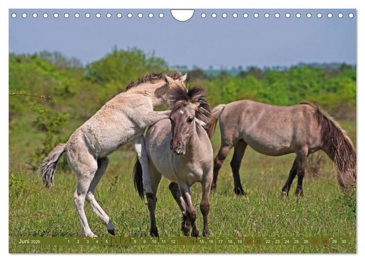 Produktbild: Mutterliebe - Konik Fohlen und Stute (Wandkalender 2026 DIN A4 quer), CALVENDO Monatskalender
