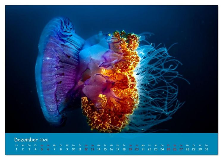 Produktbild: Faszinierende Meereswelt der Malediven (Wandkalender 2026 DIN A4 quer), CALVENDO Monatskalender