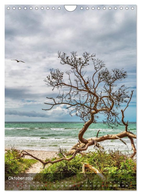 Produktbild: Wunderbare Ostseelandschaft Fischland-Dar&szlig;-Zingst (Wandkalender 2026 DIN A4 hoch), CALVENDO Monatskalender
