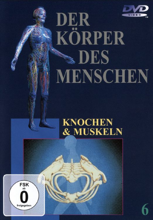 Produktbild: Knochen und Muskeln