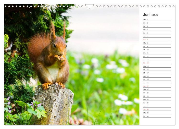 Produktbild: Eichh&ouml;rnchen (Wandkalender 2026 DIN A3 quer), CALVENDO Monatskalender