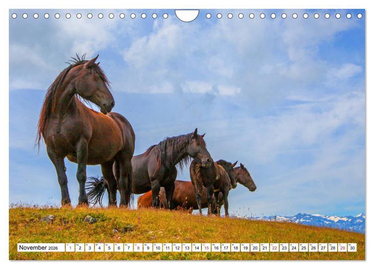 Produktbild: Pinzgauer Spaziergang (Wandkalender 2026 DIN A4 quer), CALVENDO Monatskalender
