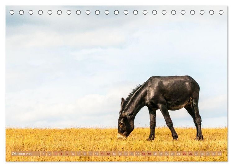Produktbild: Esel der Welt - Lieblings Langohren (Tischkalender 2025 DIN A5 quer), CALVENDO Monatskalender