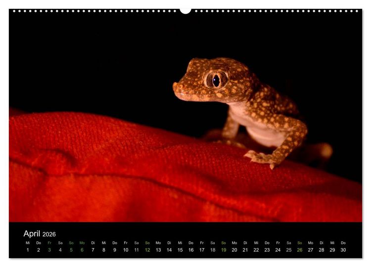 Produktbild: Reptilien (hochwertiger Premium Wandkalender 2026 DIN A2 quer), Kunstdruck in Hochglanz