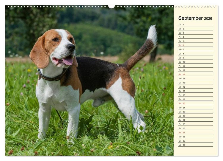 Produktbild: Beagle - Herz auf 4 Pfoten (Wandkalender 2026 DIN A2 quer), CALVENDO Monatskalender