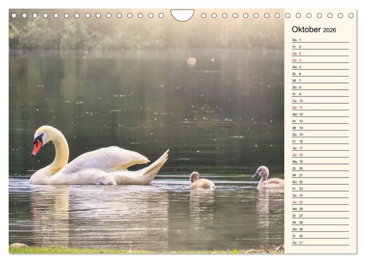 Produktbild: Schwanenzauber (Wandkalender 2026 DIN A4 quer), CALVENDO Monatskalender