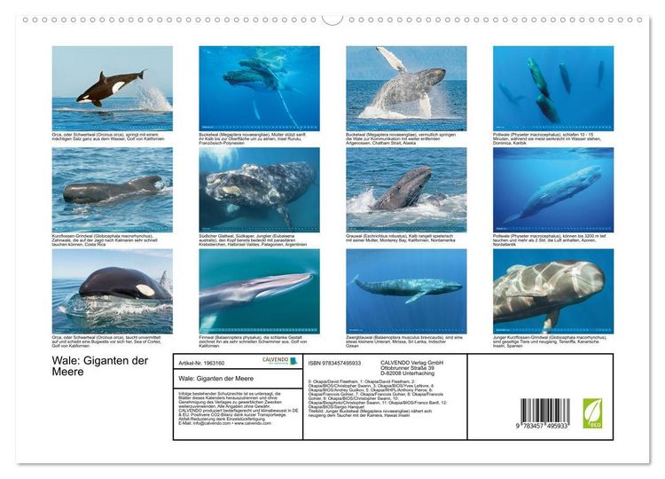 Produktbild: Wale: Giganten der Meere (hochwertiger Premium Wandkalender 2026 DIN A2 quer), Kunstdruck in Hochglanz