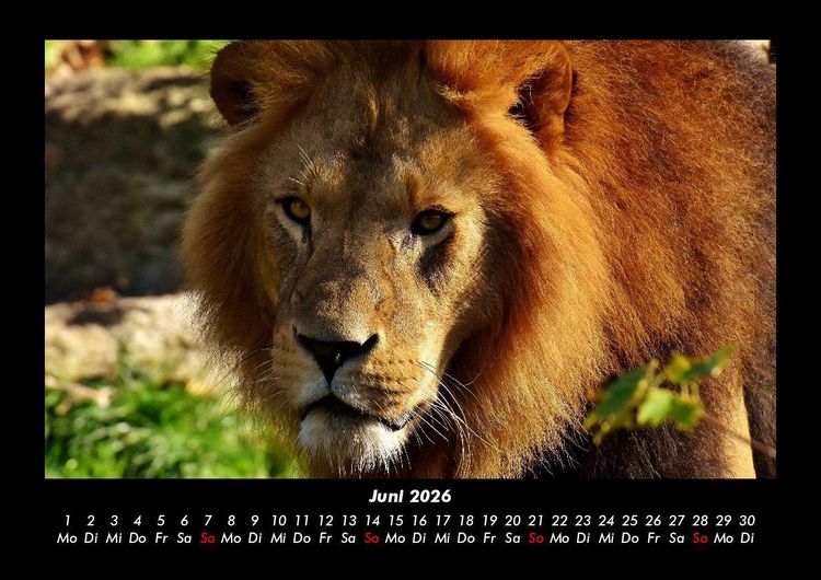 Produktbild: L&ouml;wen in der Wildnis 2026 Fotokalender DIN A3