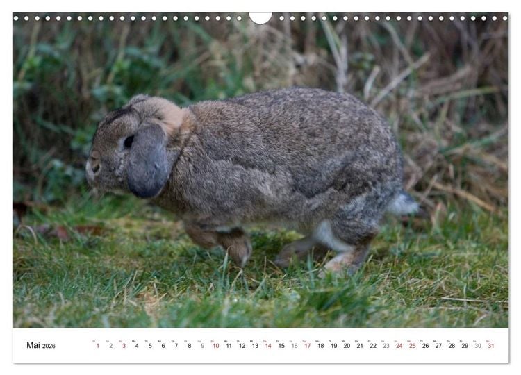 Produktbild: Kaninchen - knuddelige Hausgenossen (Wandkalender 2026 DIN A3 quer), CALVENDO Monatskalender