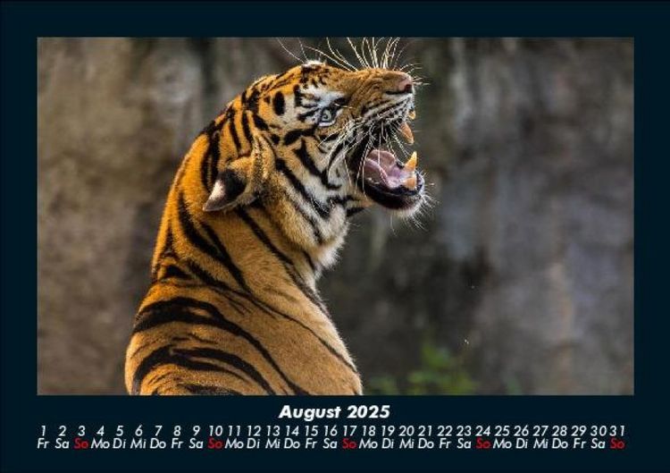 Produktbild: Tiger 2025 Fotokalender DIN A5
