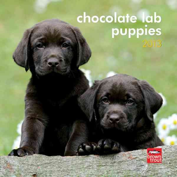 Produktbild: Labrador Retriever Puppies, Chocolate 2013 Calendar