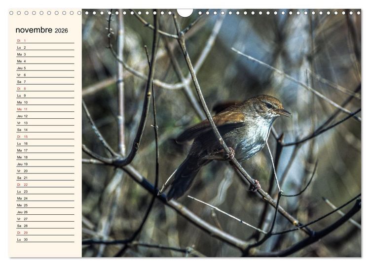 Produktbild: Notre nature sauvage, les passereaux d'Europe (Calendrier mural 2026 DIN A3 vertical), CALVENDO calendrier mensuel
