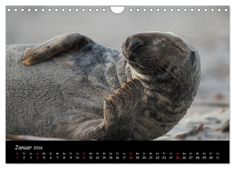 Produktbild: Robben auf Helgoland 2026 (Wandkalender 2026 DIN A4 quer), CALVENDO Monatskalender